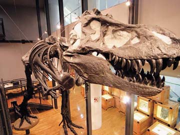 福井県立恐竜博物館は、通常の博物館とは違うアミューズメントの要素も取り入れた体感型で楽しめる