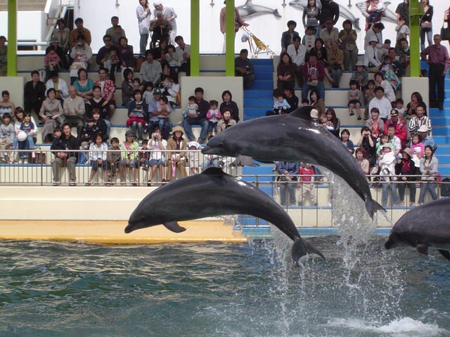 人気のテーマパーク「松島水族館」のチケット付き