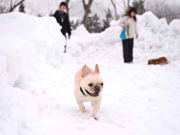 *ドッグラン/冬はお外で雪遊び☆みんなと遊べてたのしいね！