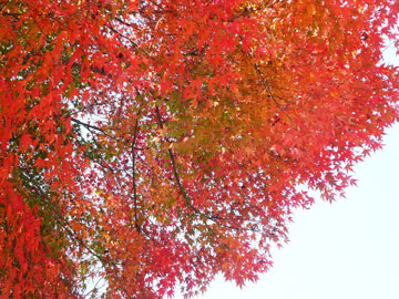 三塔庵は人気の紅葉スポットへも徒歩圏内☆