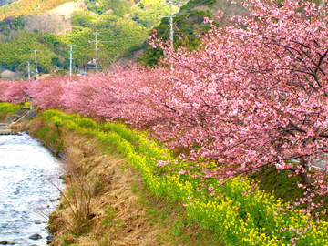 *一足早く伊豆に春の訪れを教えてくれる河津桜