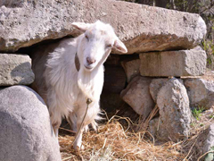 *広大な敷地を誇る当館。場内には動物とふれあえる広場もございます！