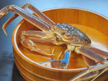 ちょっと奮発して！産地ならではのタグ付カニ