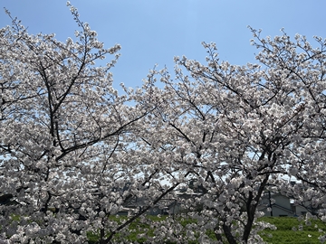 当館の桜