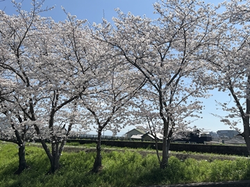 当館の桜