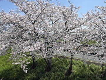 当館の桜